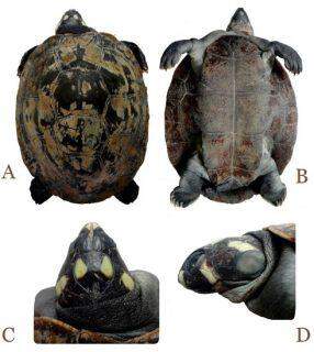 Em registro inédito, pesquisadores encontram tartaruga da Amazônia na Serra do Amolar