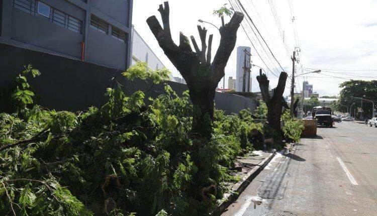 Cinco árvores de grande porte são cortadas após causarem ‘muita sujeira' a moradores