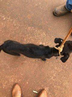 Maus-tratos: polícia resgata cães desnutridos com infestação de carrapatos