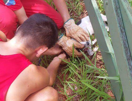 VÍDEO: Bombeiros resgatam cadelinha que foi abandonada pelos donos no Jardim Seminário