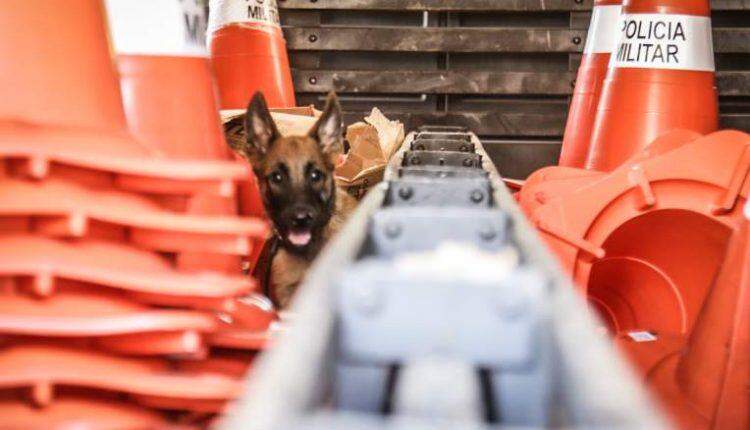 Com direito a enquete para escolher nome no Instagram, “Xerife” é novo cão policial do Choque
