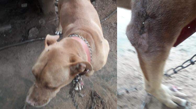Mulher pede ajuda para polícia resgatar o próprio pitbull que era mantido amarrado