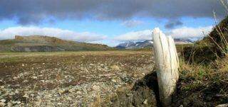 Pesquisadores descobrem DNA mais antigo do mundo em mamutes da Sibéria.