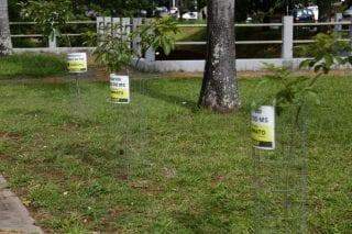 Com 112 pontos adotados, saiba como trocar jardinagem por publicidade em Campo Grande