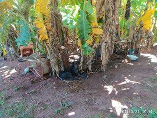 Chacareiro é preso por deixar cachorros amarrados em plantação de banana em Campo Grande