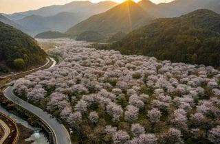 "Cherry Blossom" - O Festival das flores de cerejeira raras que florescem apenas na China