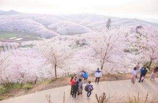 "Cherry Blossom" - O Festival das flores de cerejeira raras que florescem apenas na China