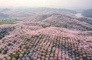 "Cherry Blossom" - O Festival das flores de cerejeira raras que florescem apenas na China