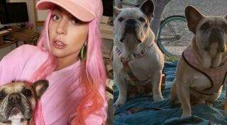Devolvidos cães de Lady Gaga que foram roubados