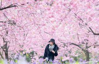 "Cherry Blossom" - O Festival das flores de cerejeira raras que florescem apenas na China