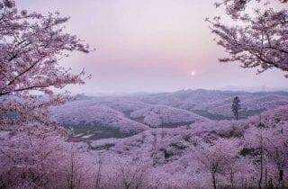 "Cherry Blossom" - O Festival das flores de cerejeira raras que florescem apenas na China