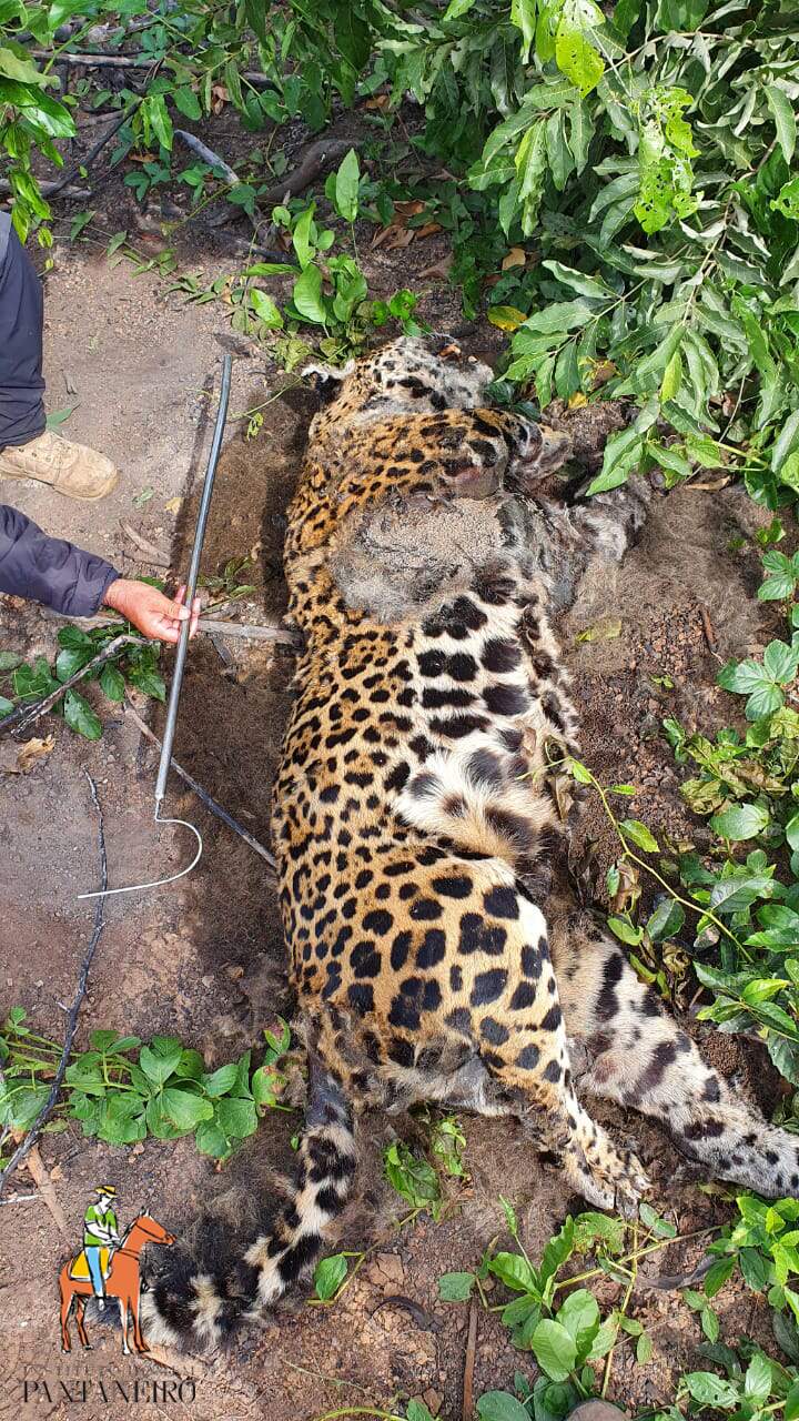 onca 1 - Ícone do Pantanal: Pesquisadores encontram onça-pintada morta em MS e a suspeita é de ação humana