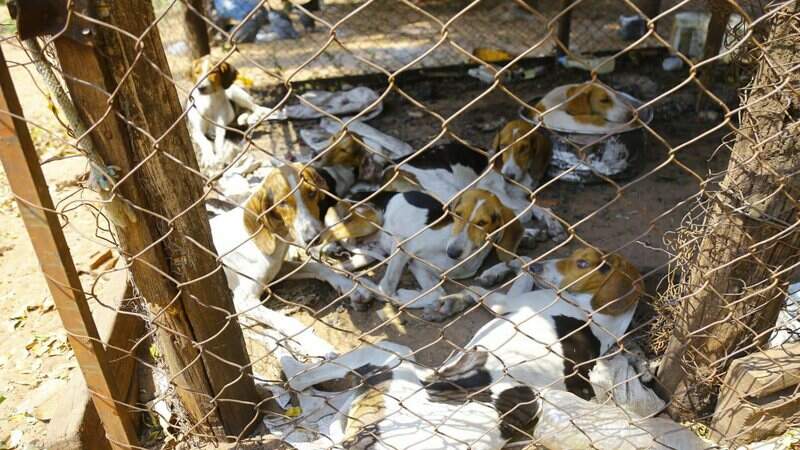 resgate abrigo dos bichos 2 - Depois de 1 ano e meio, Ong que resgatou 40 cães de caça vive impasse judicial por guarda dos animais