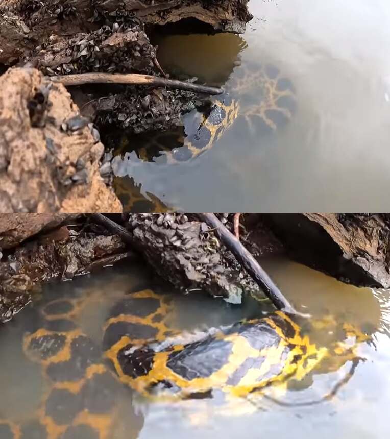 Cobra na água do Rio Paraguai (Fotos: Reprodução/YouTube)