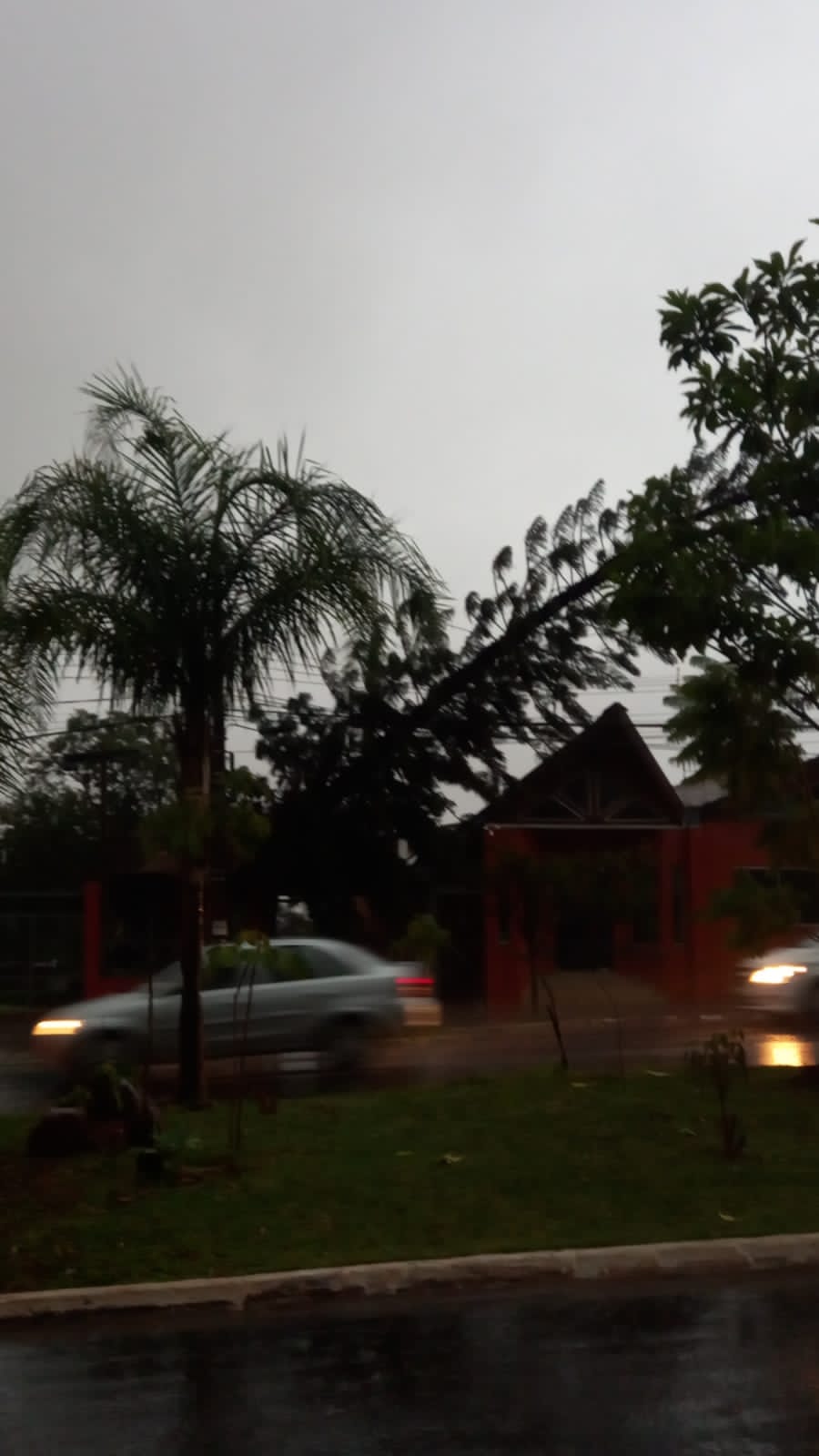 whatsapp image 2022 03 11 at 20.21.20 - Queda de árvore na Avenida Mato Grosso deixa região do Jardim dos Estados sem energia