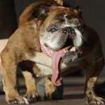 Bulldog inglês de língua gigante é eleito o cão mais feio do mundo