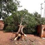 Ventania de 15 minutos arranca árvores e destelha casas em MS