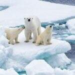 Último refúgio ártico para ursos polares enfrenta crise da mudança climática