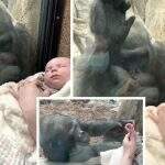 Zoo Gorilla traz seu bebê para conhecer a mãe e o recém-nascido no outro lado do vidro