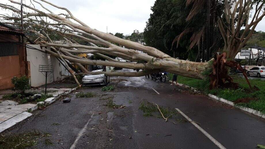 Àrvore que caiu na Avenida Mato Grosso sexta (15)