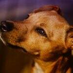 SRD e mais 5: Confira raças de cães preferidas e os impactos na adoção em MS