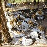 Sem água e acorrentados, 40 cães de caça são resgatados de fazenda