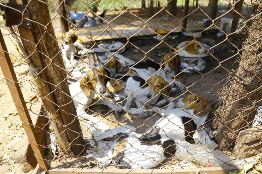 Sem água e acorrentados, 40 cães de caça são resgatados de fazenda