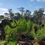 Na fronteira, polícia destrói 66 hectares de maconha avaliados em R$ 30 milhões