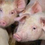 9 casos de peste suína clássica são registrados no Brasil e OIE determina eutanásia