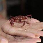 Sem ‘pinça’ nem patas, caranguejo salvo ganhou até aquário do dono no São Conrado