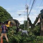 Cinco árvores de grande porte são cortadas após causarem ‘muita sujeira’ a moradores