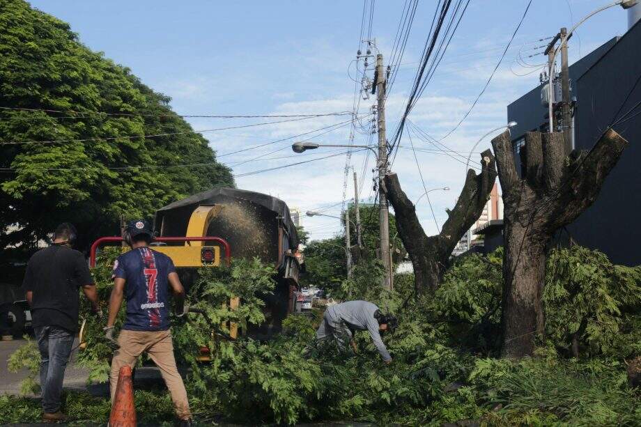 Cinco árvores de grande porte são cortadas após causarem ‘muita sujeira’ a moradores