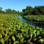 Dia do Pantanal: exposição fotográfica online mostra a natureza e o cotidiano da região
