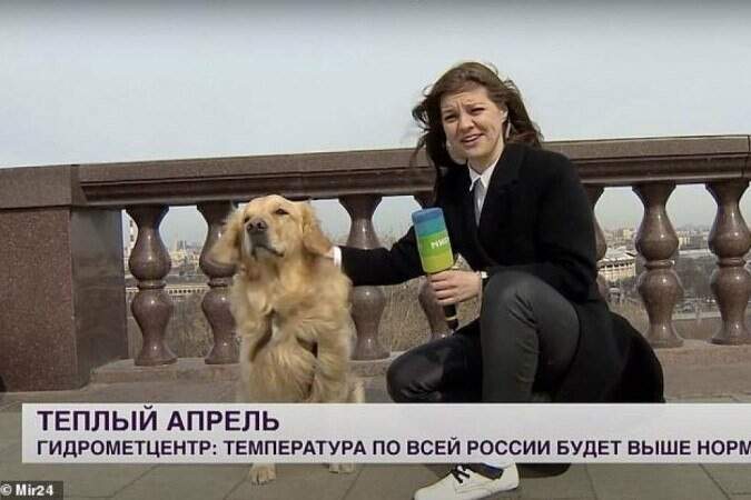 Cachorro rouba microfone de repórter ao vivo e viraliza na Internet