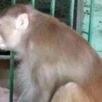 Abstinência: Por falta de bebida, macaco alcoólatra mata um e fere 250 pessoas na Índia
