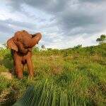 Dois meses depois de se mudar para santuário, elefanta Ramba morre