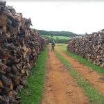 Arrendatário e agrônoma são multados em R$ 50 mil por licença falsa para exploração de madeira