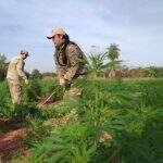 Paraguai destrói 9 hectares com 27 toneladas de maconha na fronteira
