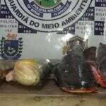 Açougueiro e vigilante são flagrados com 31 kg de pescado e multados em R$ 8 mil