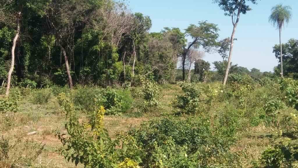 Proprietário rural é autuado em R$ 13 mil por desmatamento ilegal