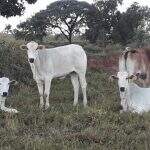 Polícia prende trio que roubava vacas nelore de fazendas em Cassilândia
