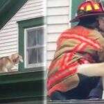 Foto de cãozinho ‘beijando’ bombeiro após resgate nos EUA viraliza