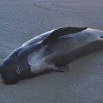 Baleia encontrada morta na Tailândia tinha 80 sacolas plásticas no estômago