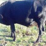 Golpe do falso depósito na compra de gado deixa produtores no prejuízo