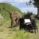Pianista toca para elefanta que foi vítima de maus-tratos