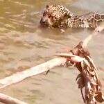 VÍDEO: pescador salva filhote de onça-pintada que estava preso em rio
