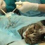 CCZ muda estratégia e agendamento de castração de felinos agora é presencial
