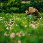Chanel mantém campos de flores para cultivar perfumes em Grasse