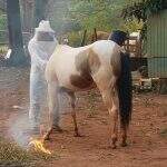 Cavalos ficam feridos após ataque de abelhas em Campo Grande