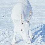 Filhote raro de rena branca é fotografado ‘camuflado’ na neve na Noruega.